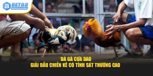 Đá gà cựa dao giải đấu chiến kê có tính sát thương cao