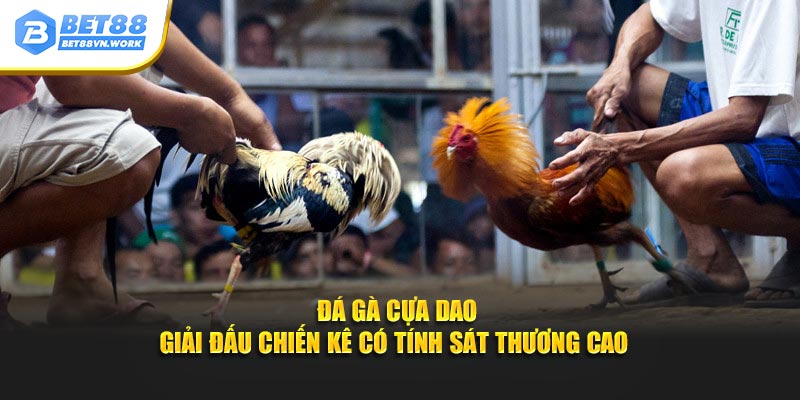 Đá gà cựa dao giải đấu chiến kê có tính sát thương cao