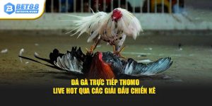 Đá gà trực tiếp thomo live hot qua các giải đấu chiến kê