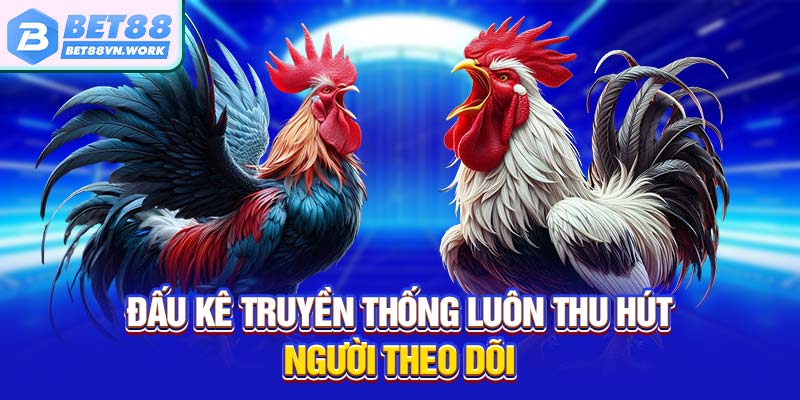 Đấu kê truyền thống luôn thu hút người theo dõi