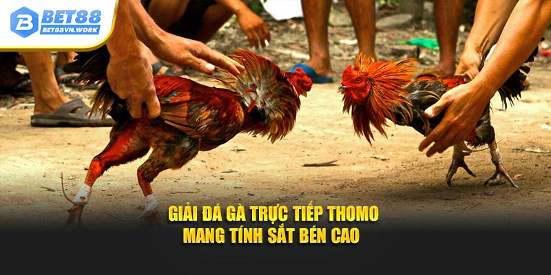 Giải đá gà trực tiếp Thomo mang tính sắt bén cao 
