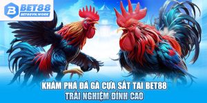 Khám phá đá gà cựa sắt tại bet88 trải nghiệm đỉnh cao
