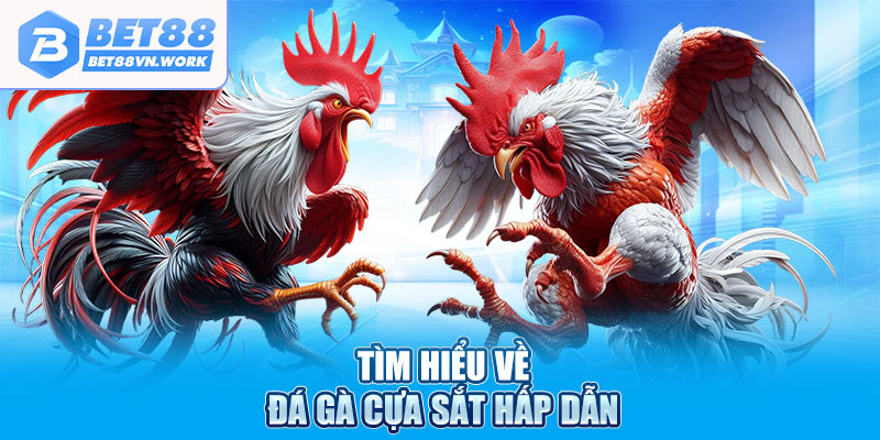 Tìm hiểu về đá gà cựa sắt hấp dẫn