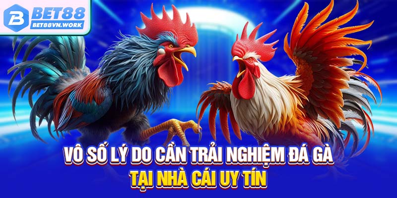 Vô số lý do cần trải nghiệm đá gà tại nhà cái uy tín
